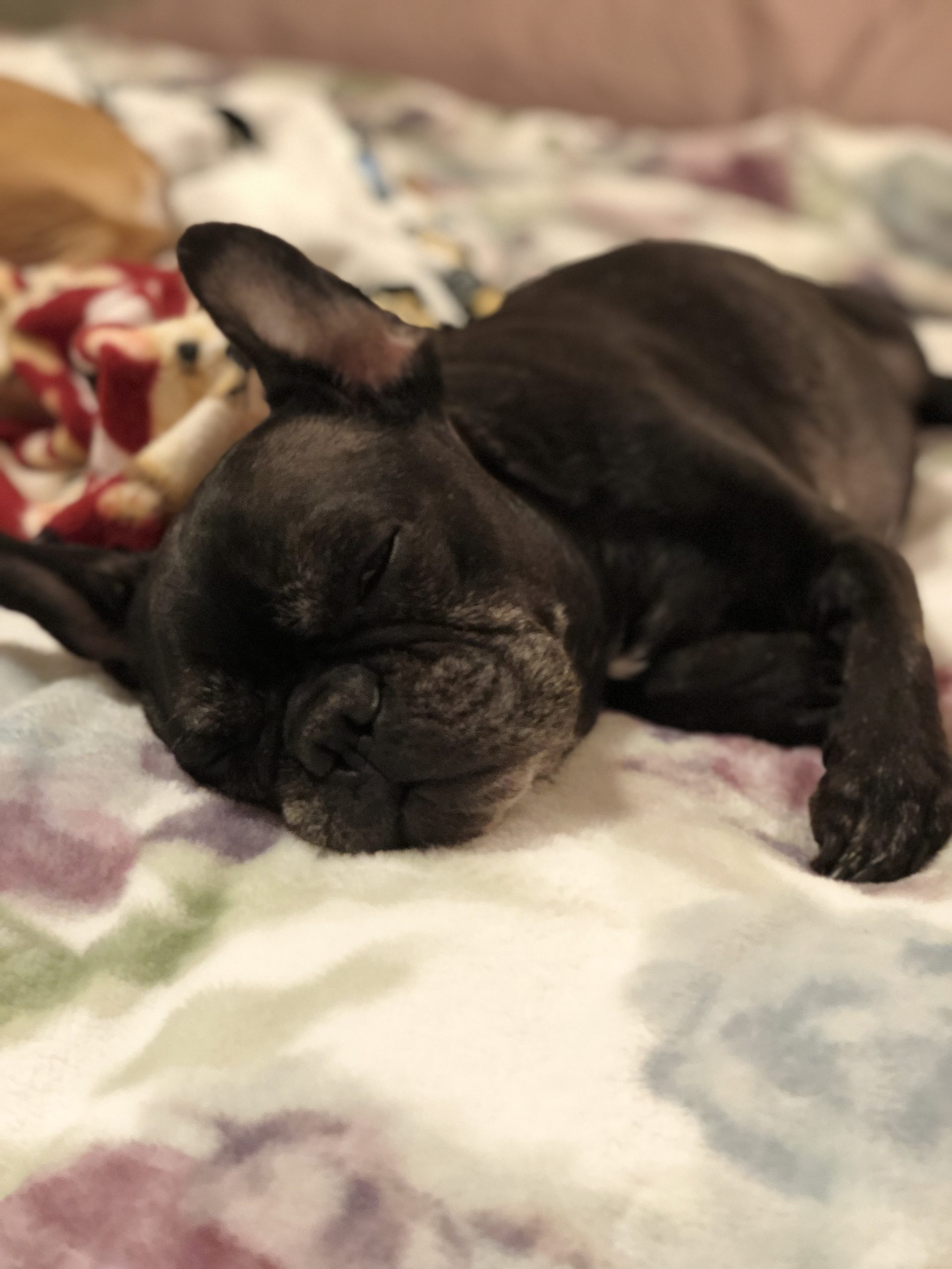 26 Top Photos Foster French Bulldog Florida : French Bulldog puppy for Sale in NORTH LAS VEGAS, NV, USA ...