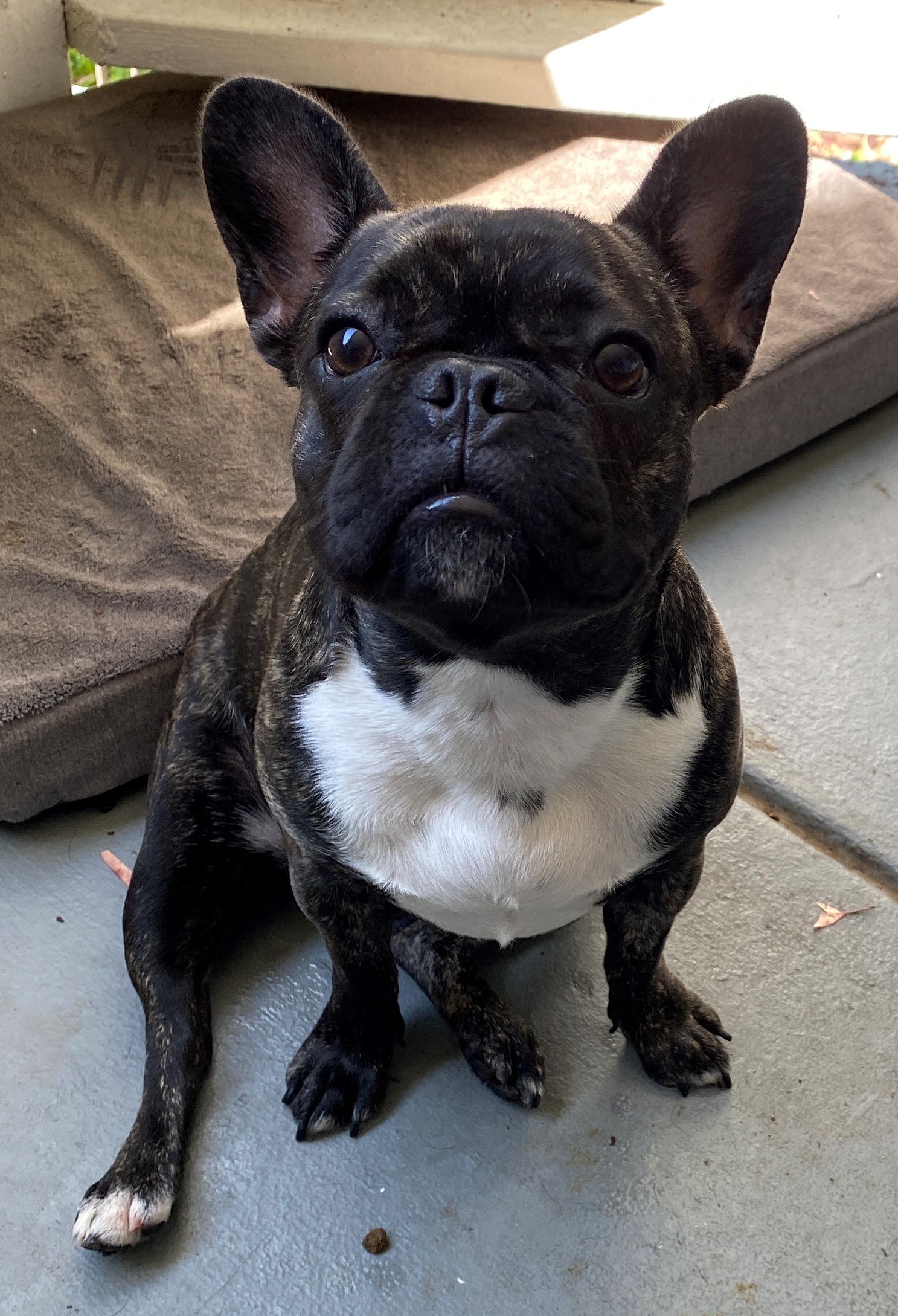 Milly in California- ADOPTED!! - French Bulldog Village