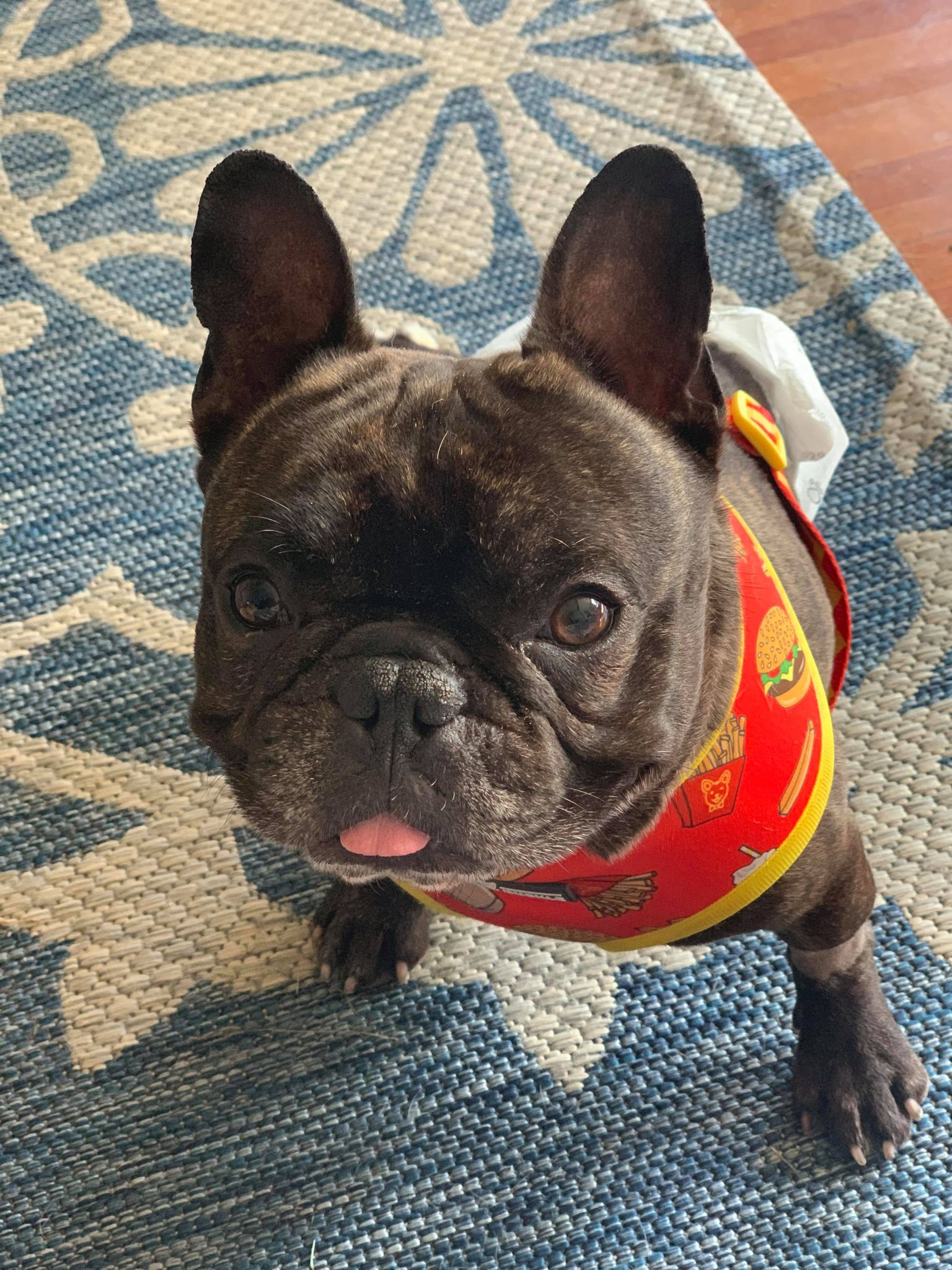 monty3 - French Bulldog Village