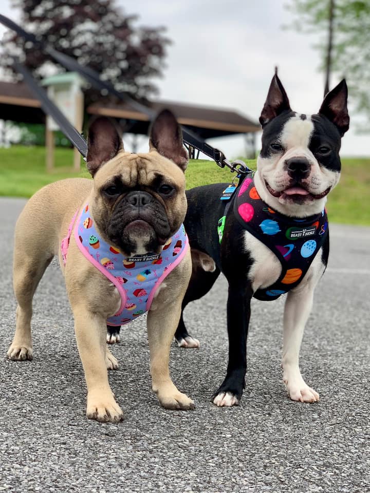 Ellie Update! - French Bulldog Village