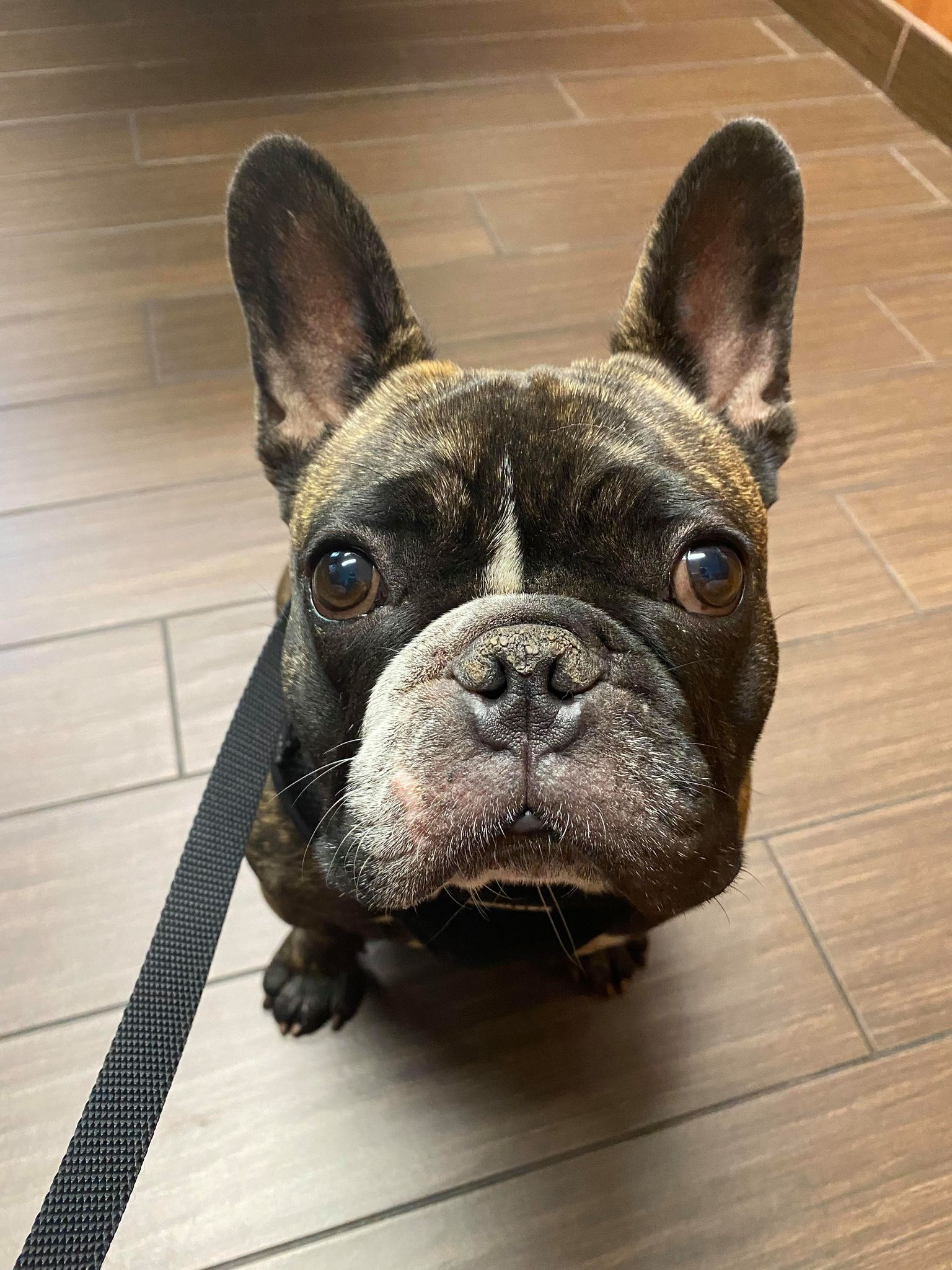 Max In Colorado French Bulldog Village I Love Pets So Much