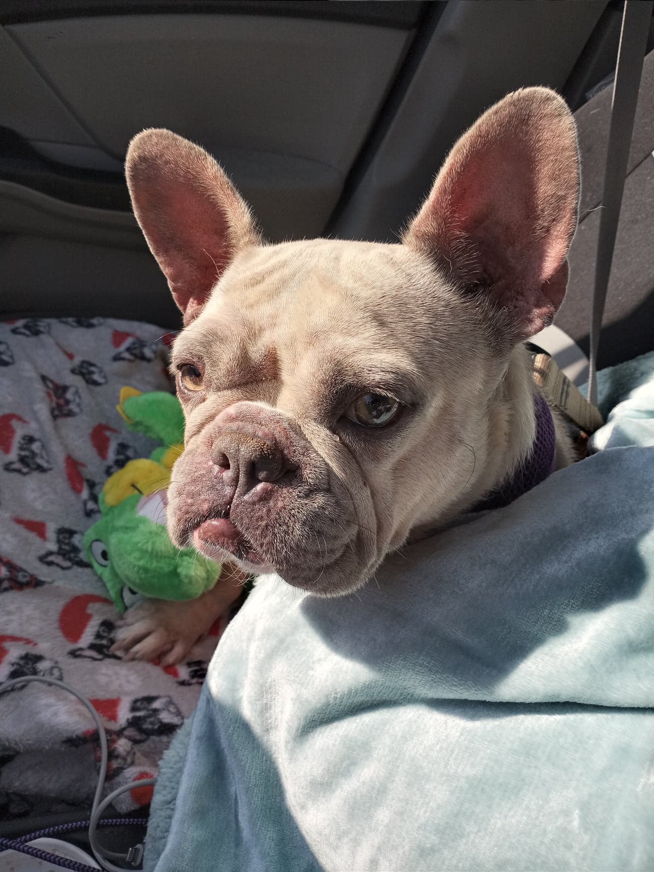 French Bulldog Village Rescue & Adoption Foster Dogs