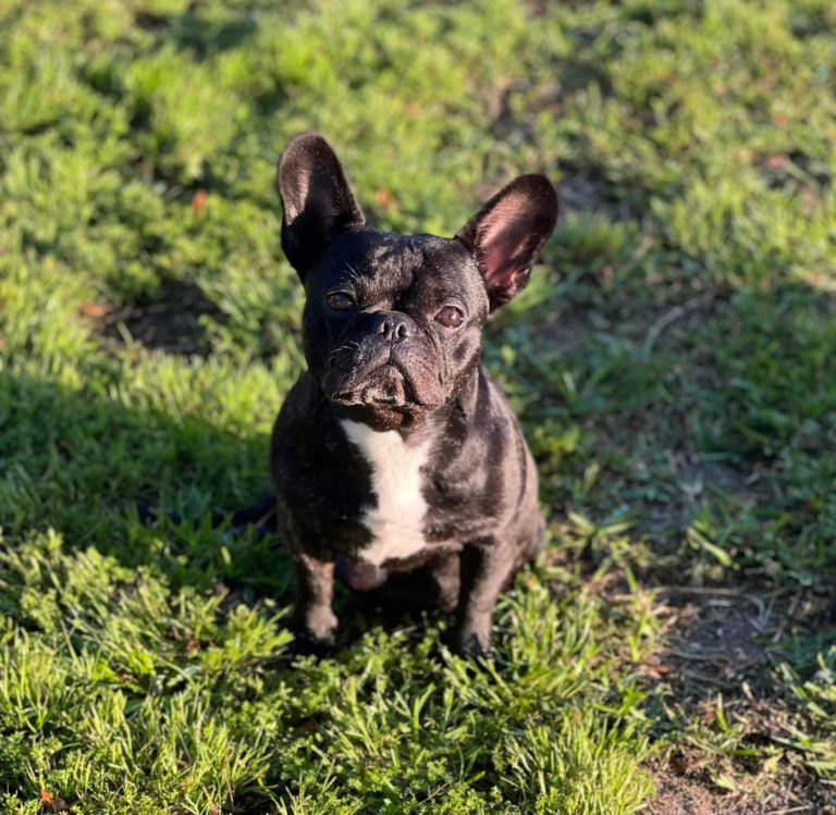 French Bulldog Village Rescue & Adoption: Available Dogs