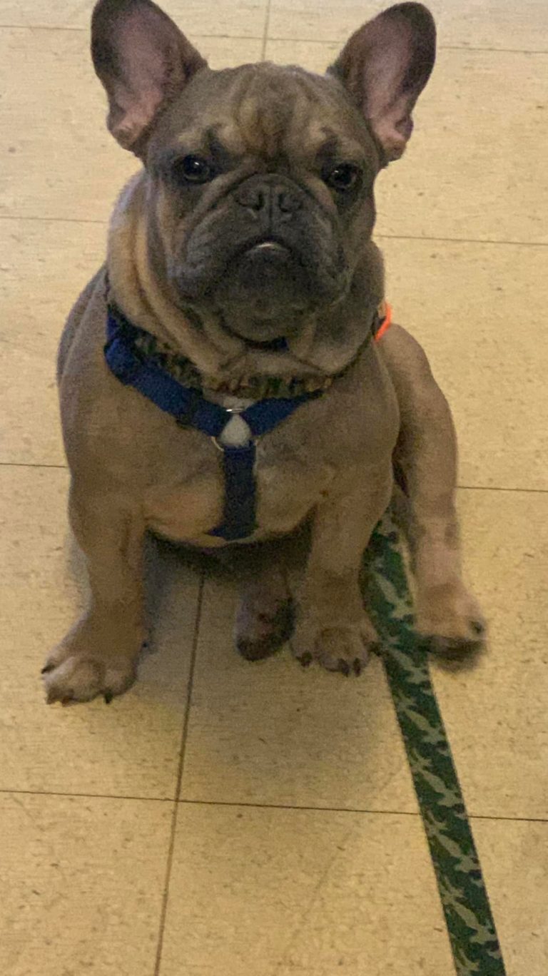 French Bulldog Village Rescue & Adoption Foster Dogs