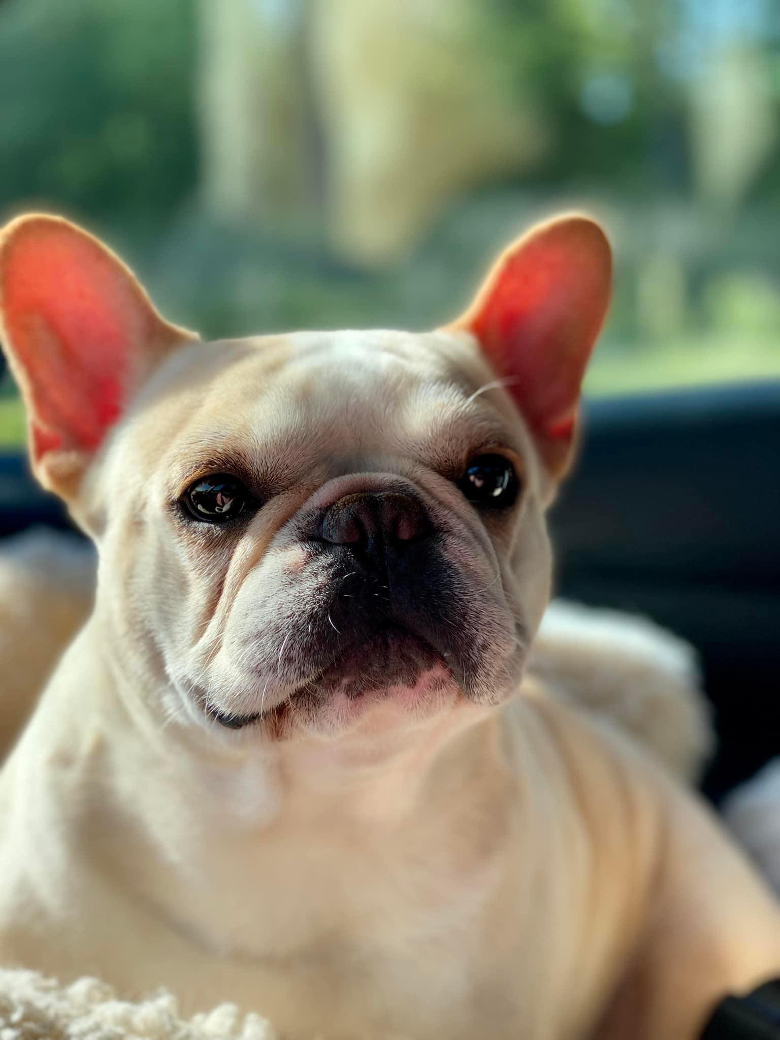 Olivia in Alabama- ADOPTED!! - French Bulldog Village - My Pets Routine