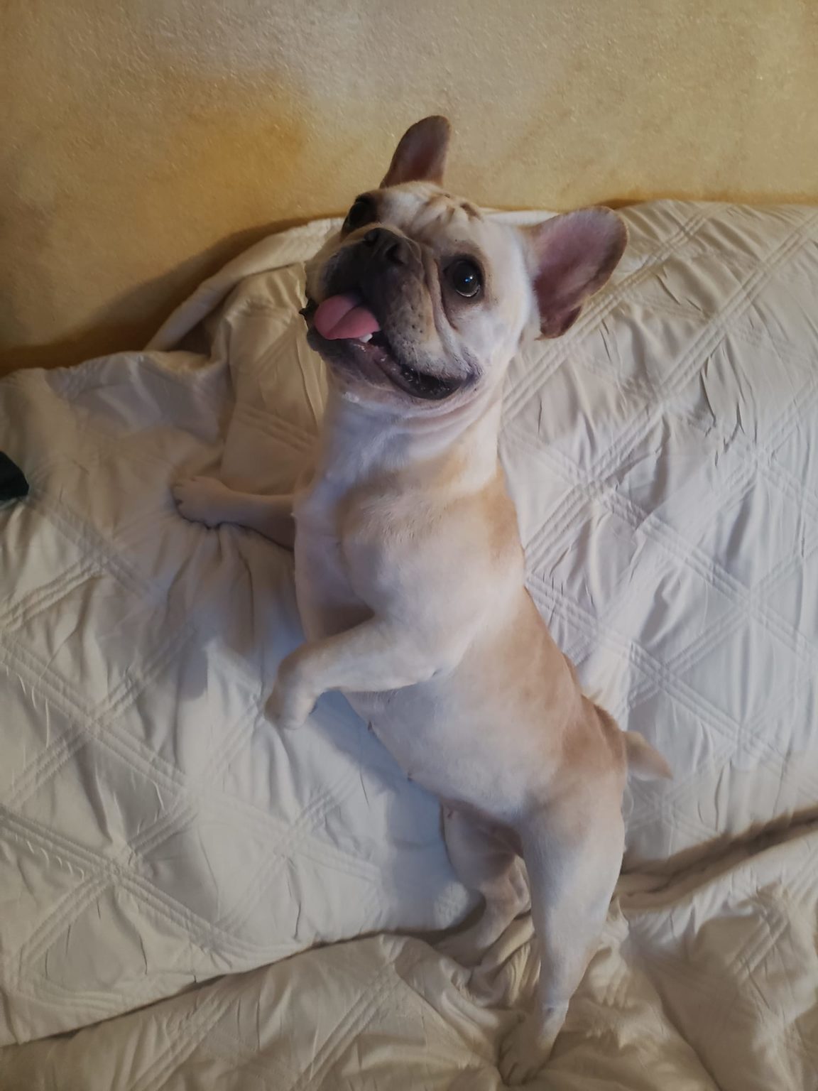 French Bulldog Village Rescue & Adoption Foster Dogs