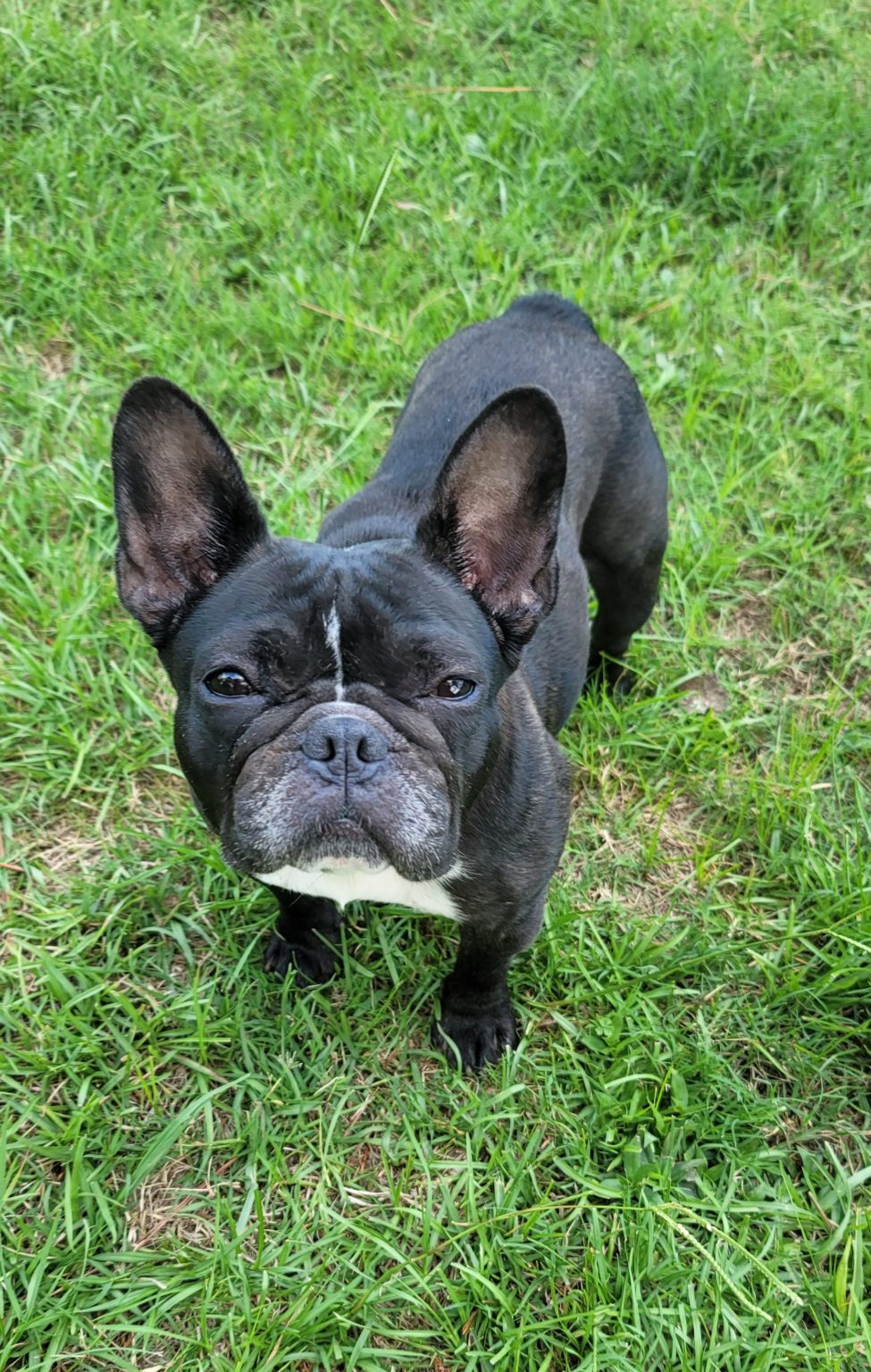 French Bulldog Village Rescue & Adoption Available Dogs