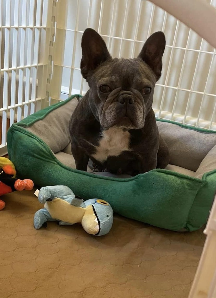 Ellie in Maryland- ADOPTED!! - French Bulldog Village
