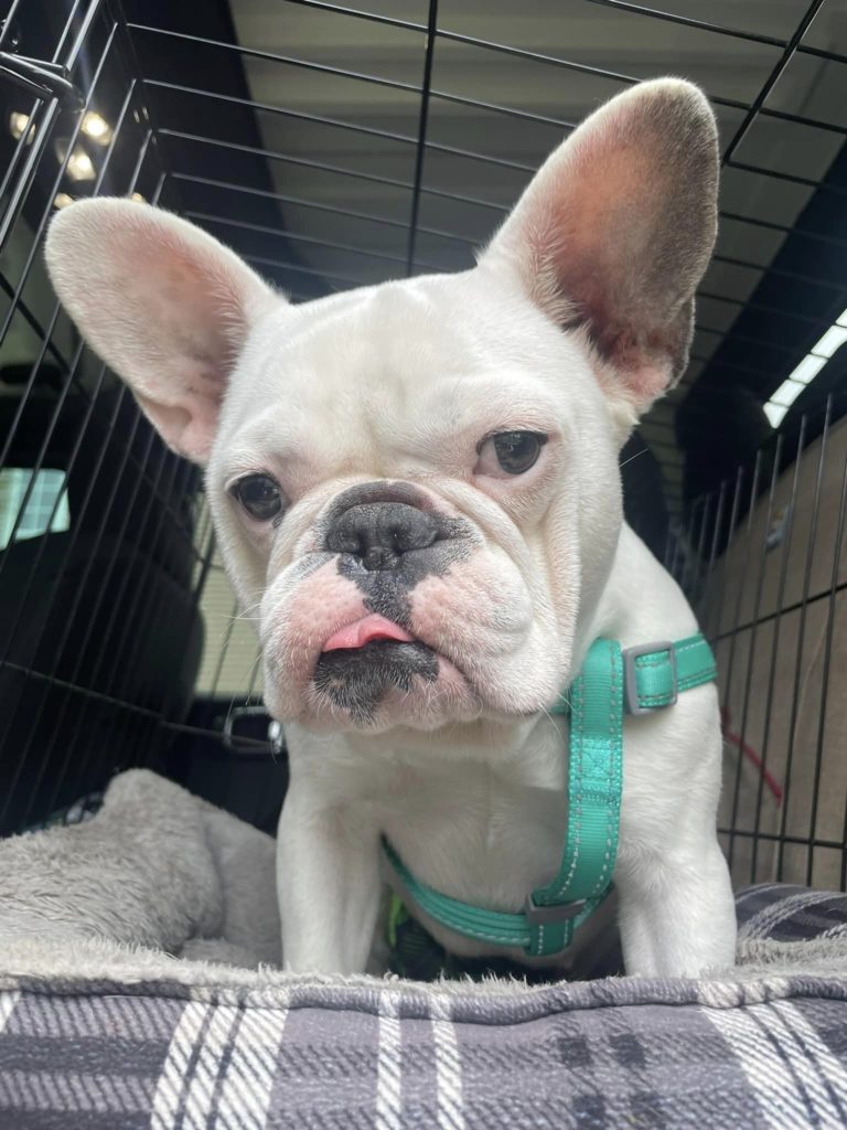 French Bulldog Village Rescue & Adoption Foster Dogs