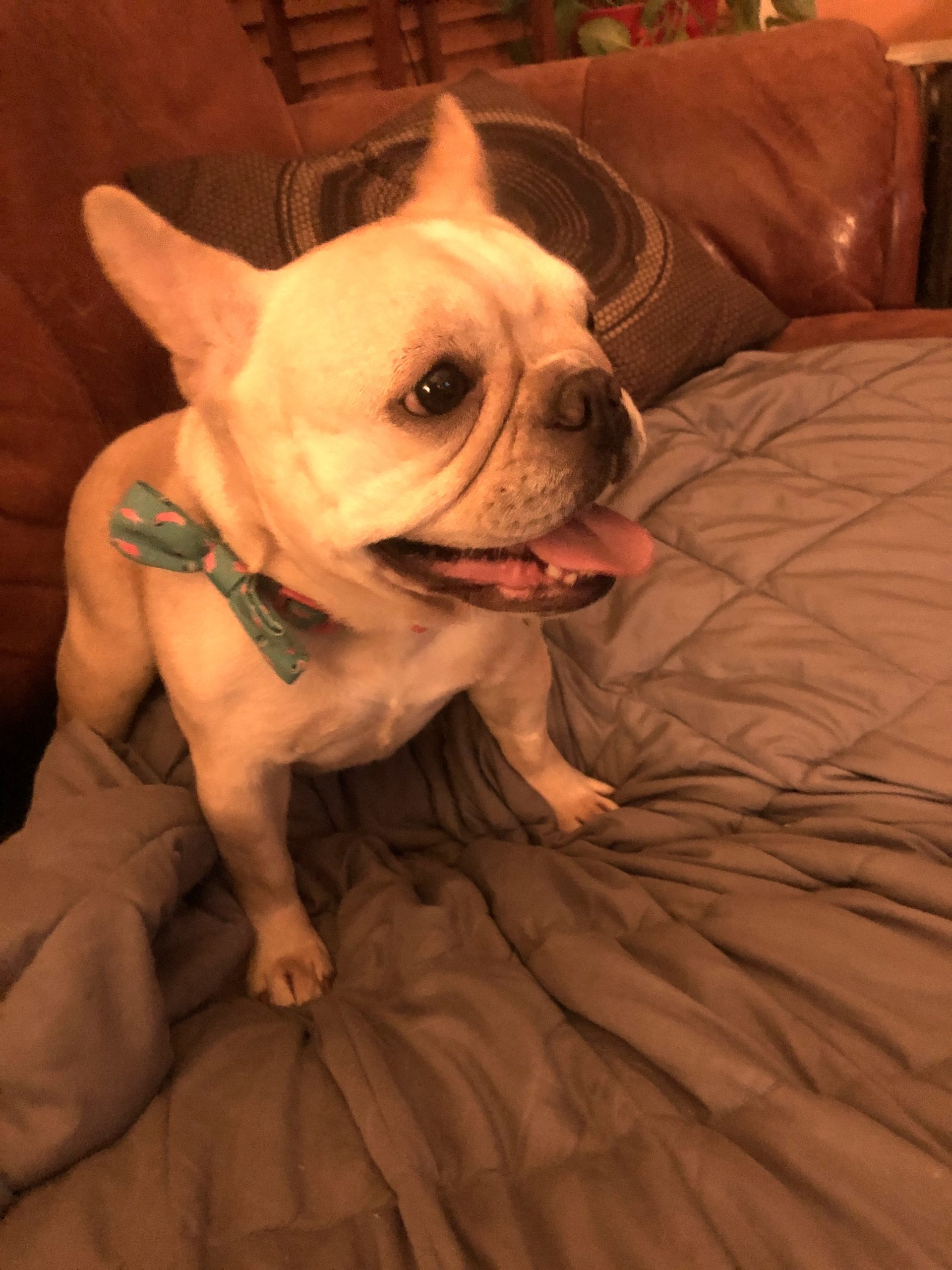 Beatrice in D.C. ADOPTED French Bulldog Village