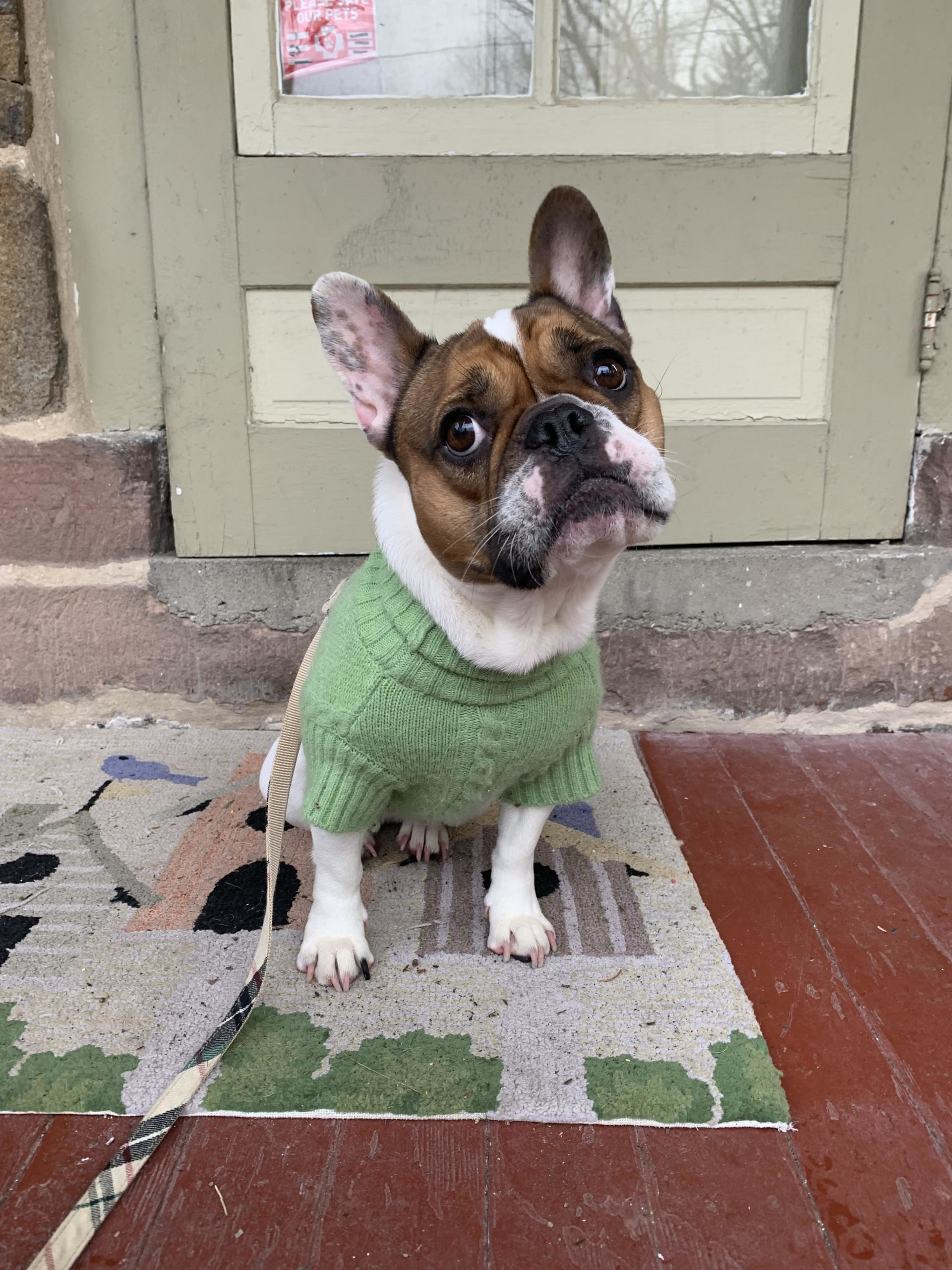French Bulldog Village Rescue & Adoption Foster Dogs