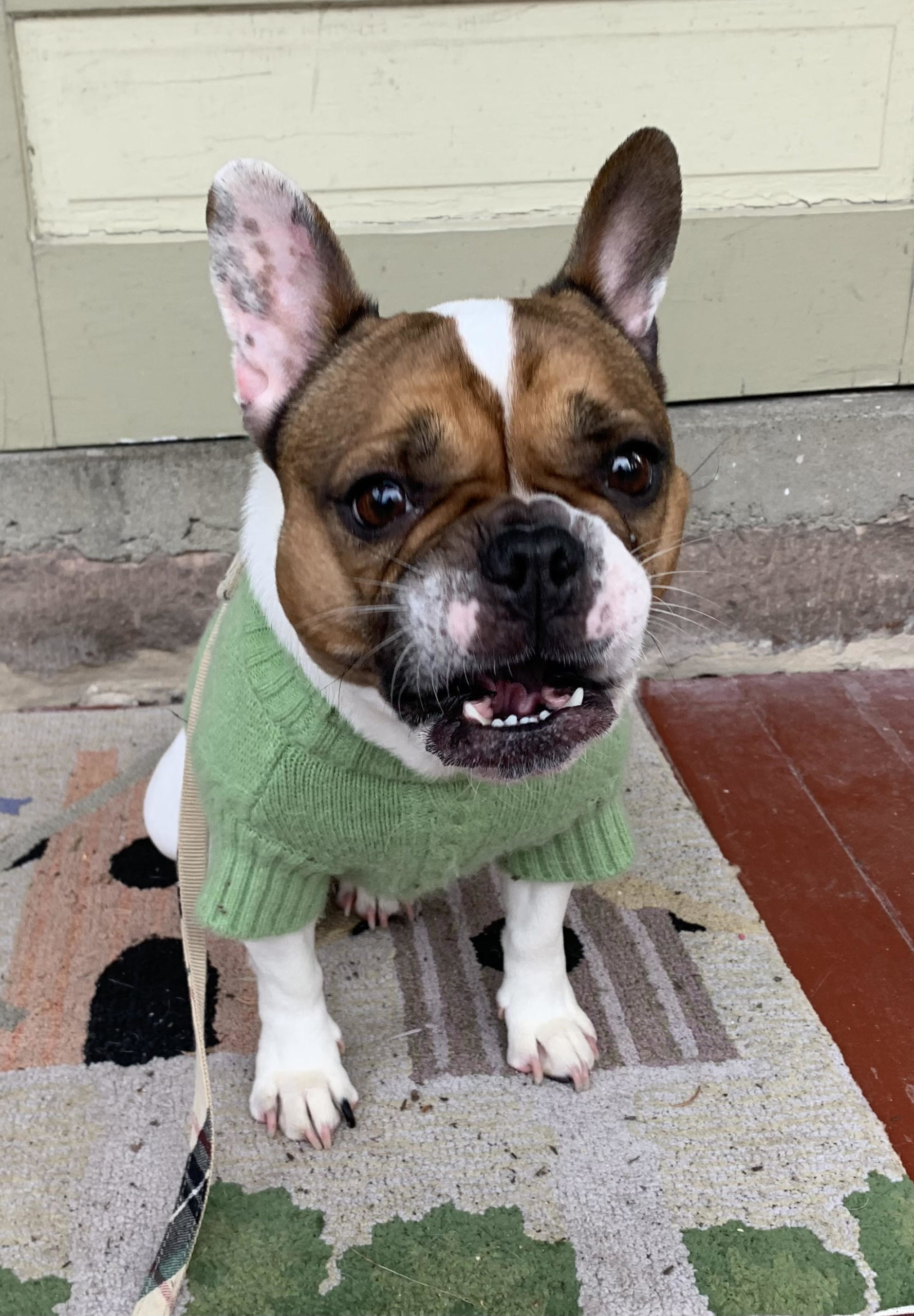 Bella4 - French Bulldog Village