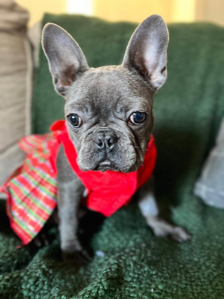 French Bulldog Village Rescue & Adoption Foster Dogs