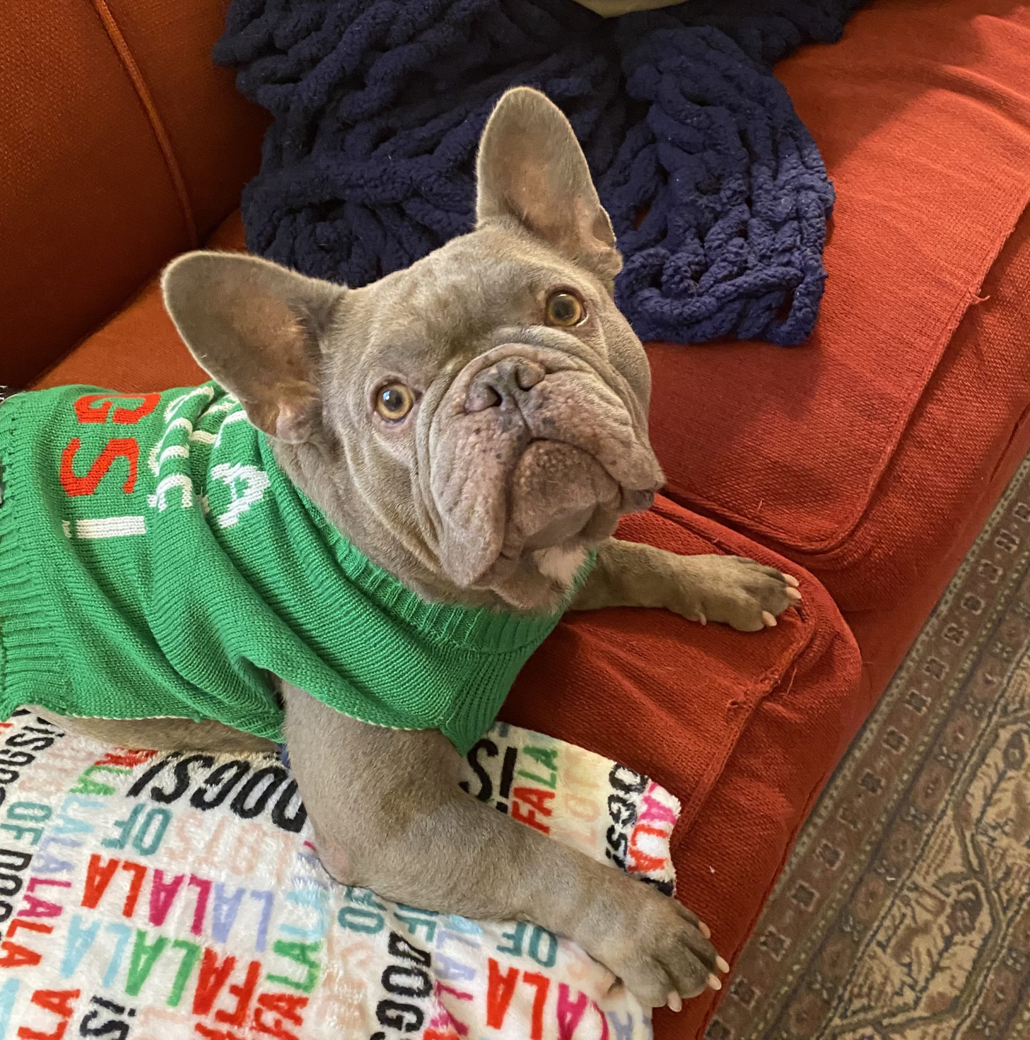 French Bulldog Village Rescue & Adoption Adoption Processing
