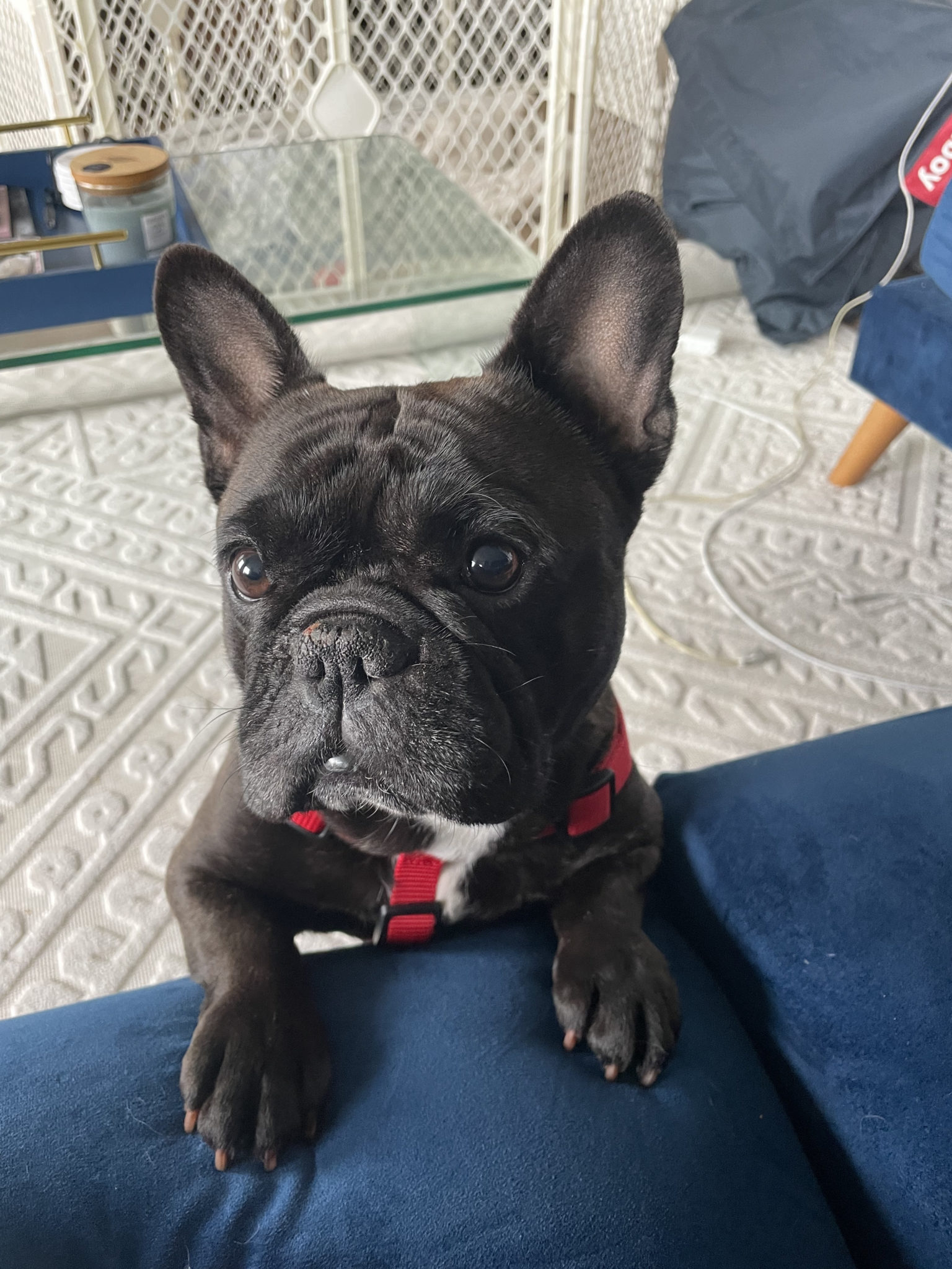 French Bulldog Village Rescue & Adoption Adoption Processing