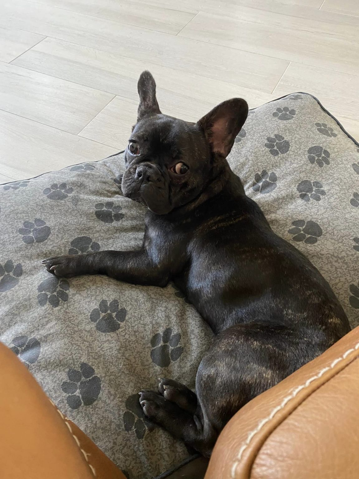 French Bulldog Village Rescue & Adoption Foster Dogs