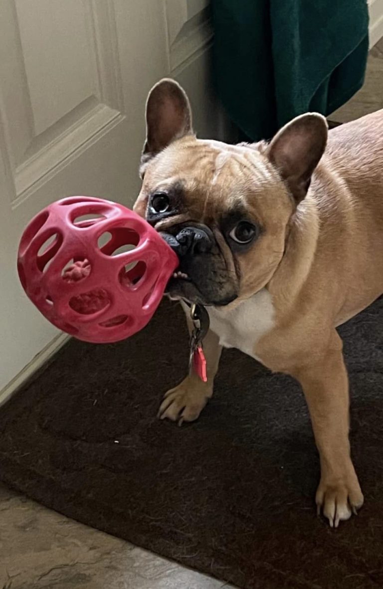 French Bulldog Village Rescue & Adoption Foster Dogs