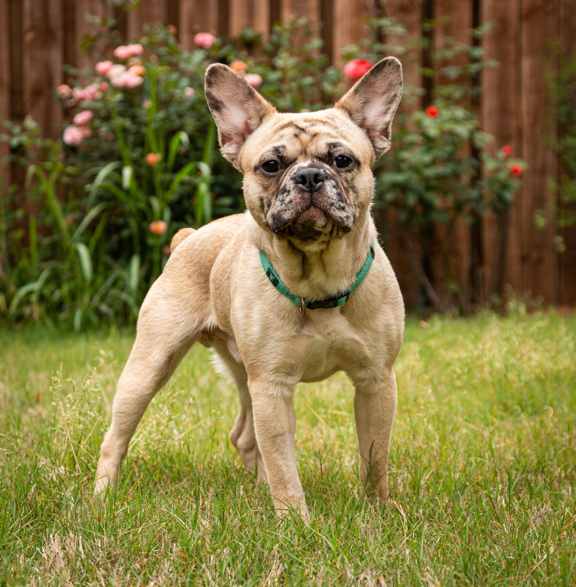 French Bulldog Village Rescue & Adoption Adoption Processing