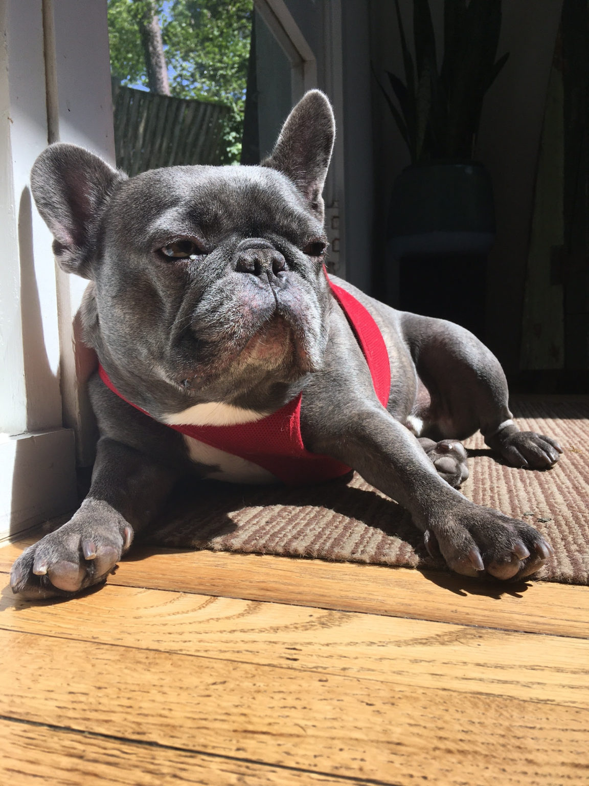 French Bulldog Village Rescue & Adoption Adoption Processing
