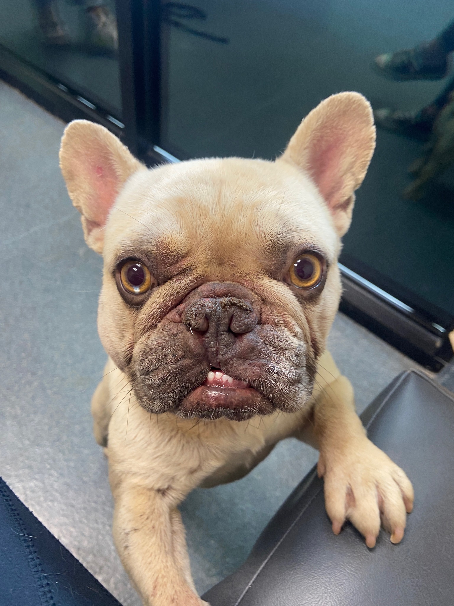 Ronaldo in Nevada – French Bulldog Village