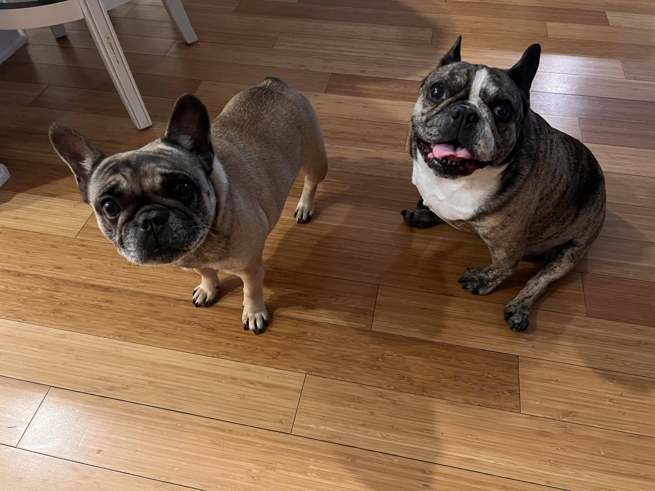 Suki and Chanel in Florida- AVAILABLE!