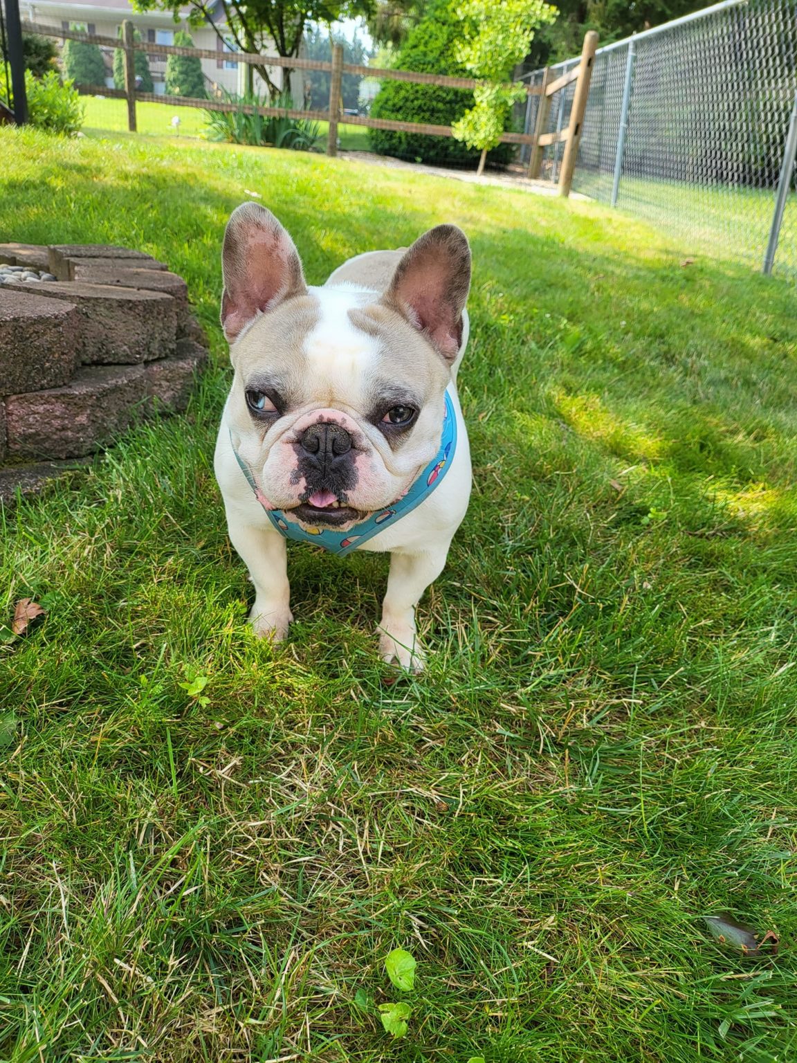 French Bulldog Village Rescue & Adoption Foster Dogs