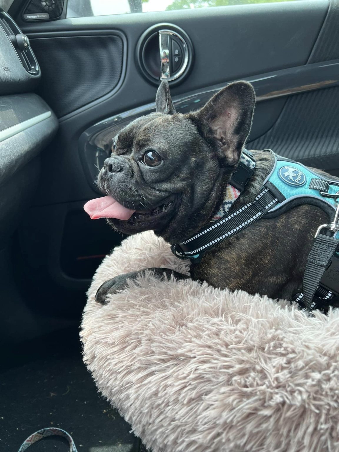 French Bulldog Village Rescue & Adoption Foster Dogs