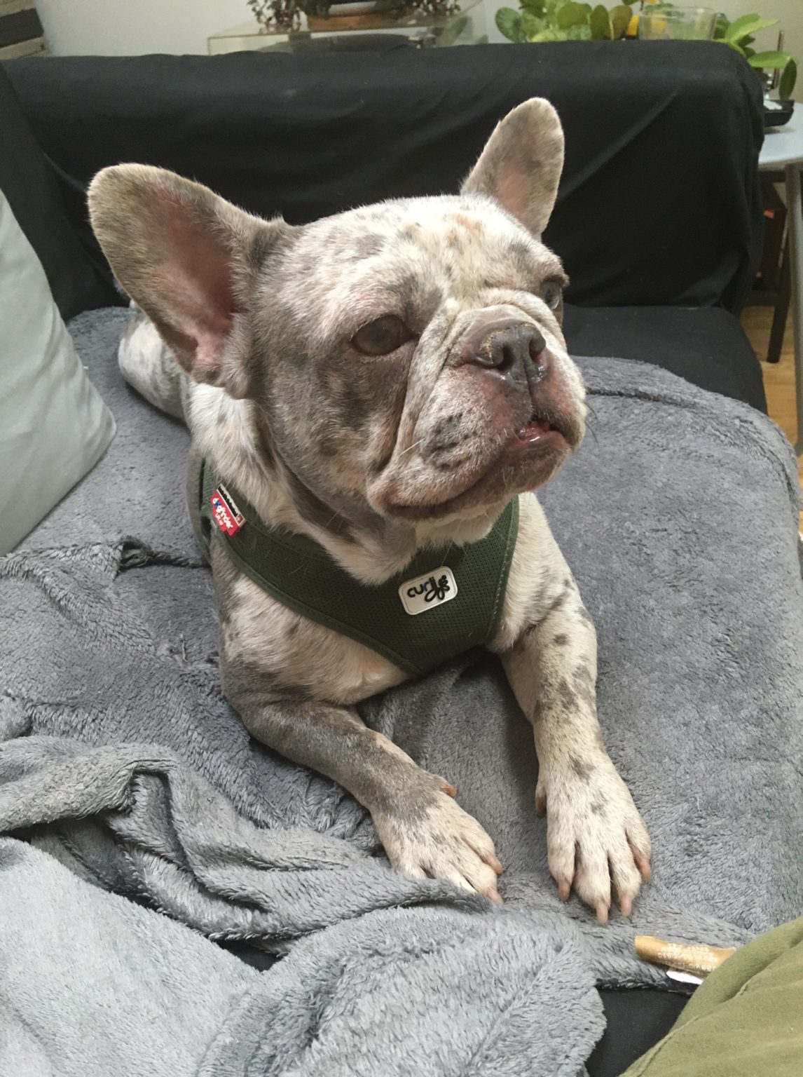 French Bulldog Village Rescue & Adoption Foster Dogs