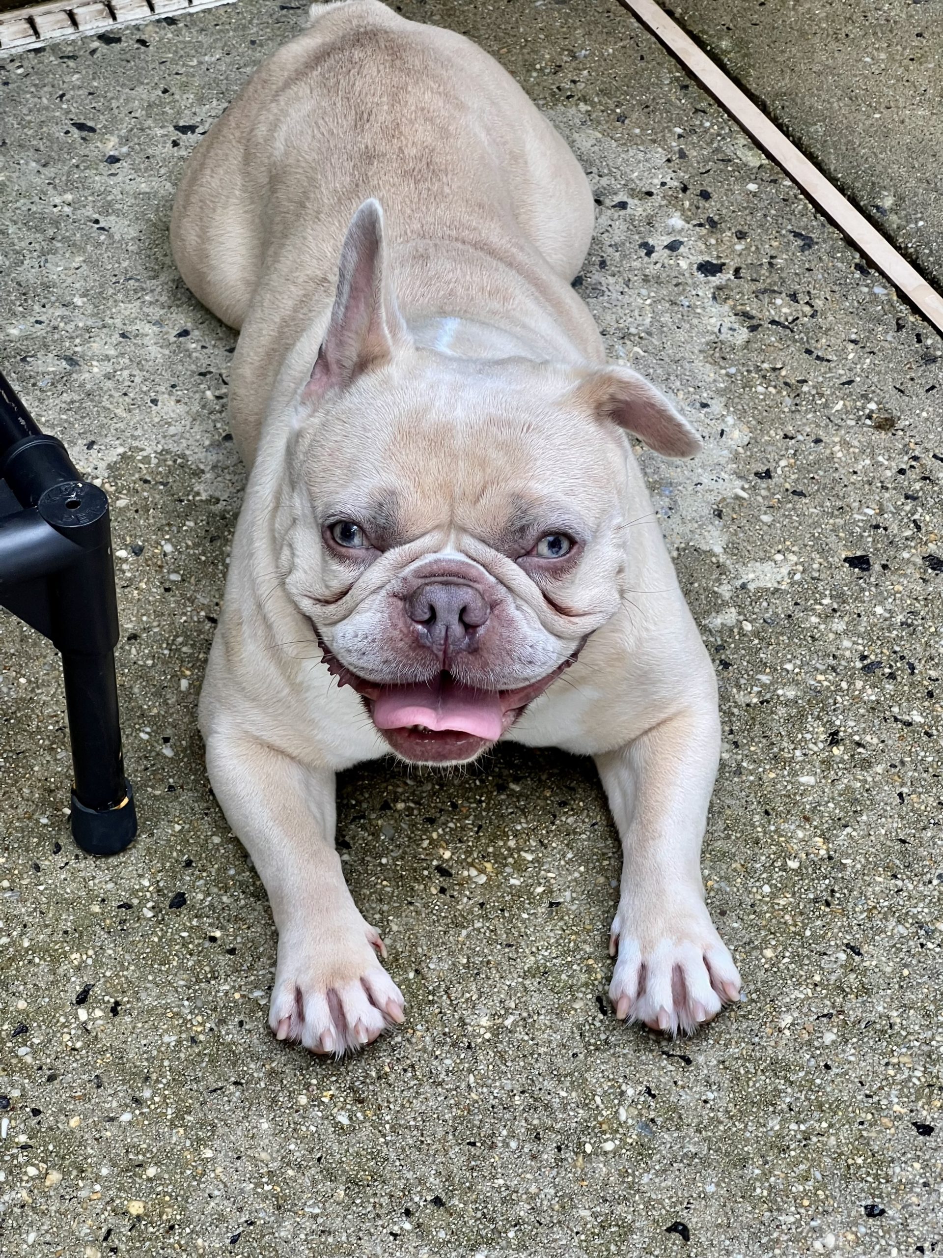 Peaches in Pennsylvania ADOPTED!! French Bulldog Village