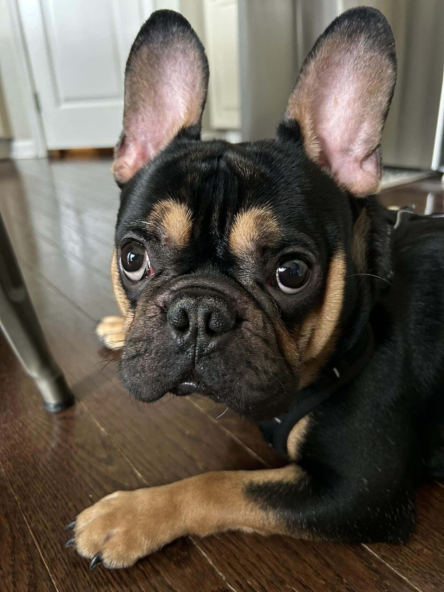 Rex in Pennsylvania – French Bulldog Village