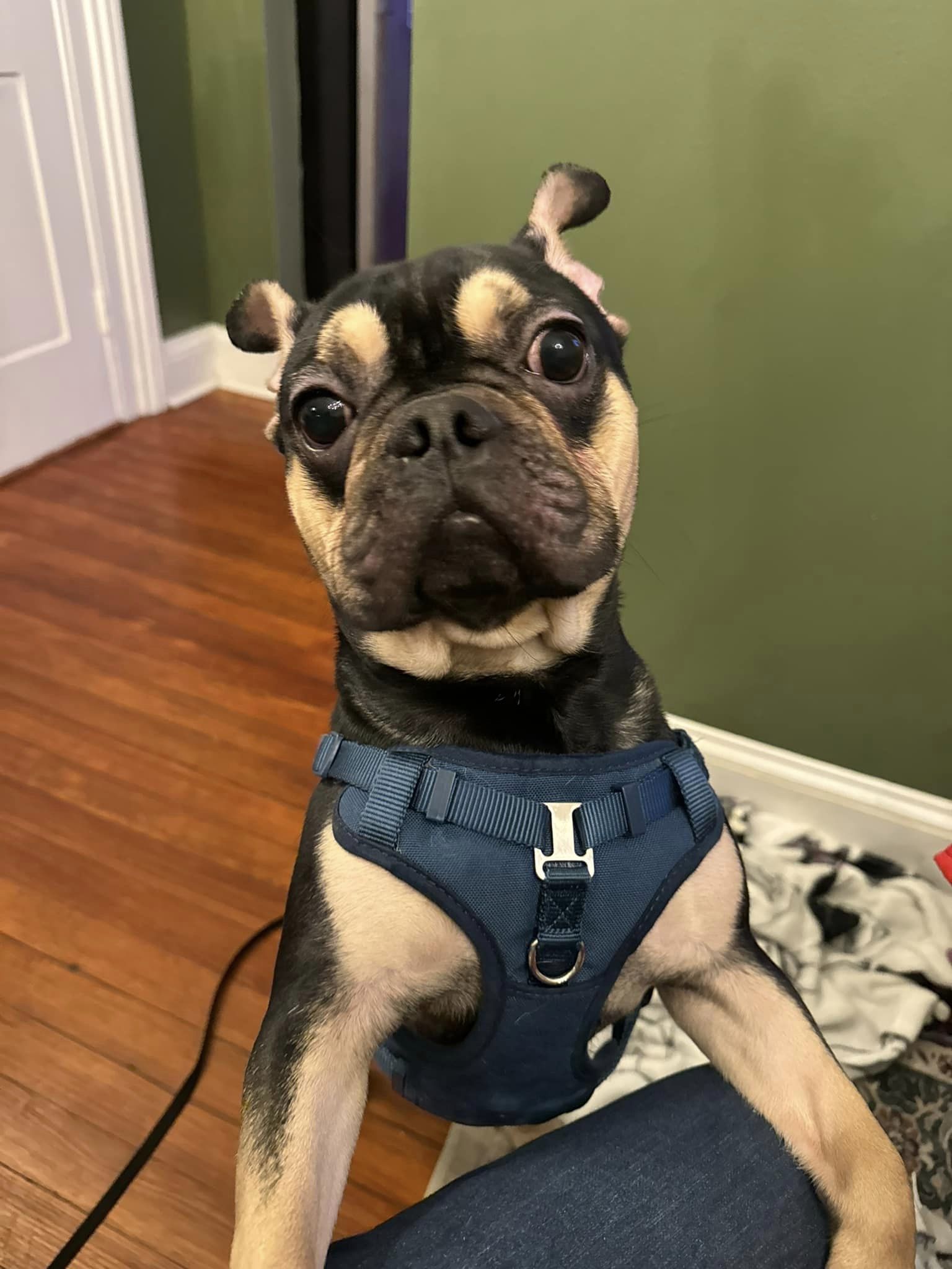 French bulldog hot sale village rescue