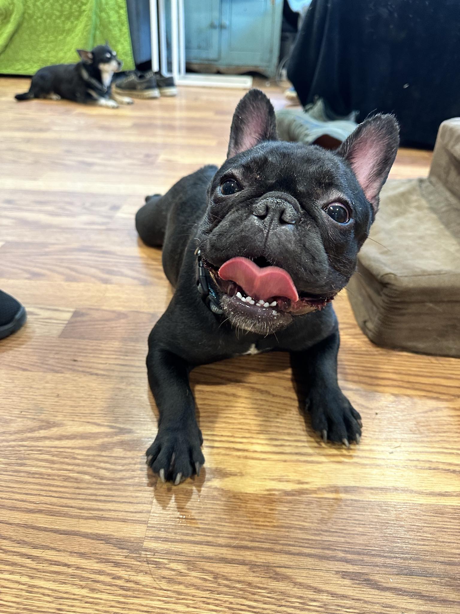 Charlie in Maryland – French Bulldog Village