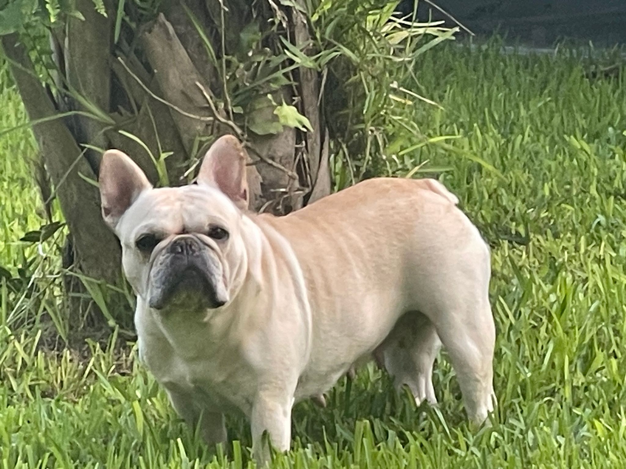 Aimee in Florida – French Bulldog Village