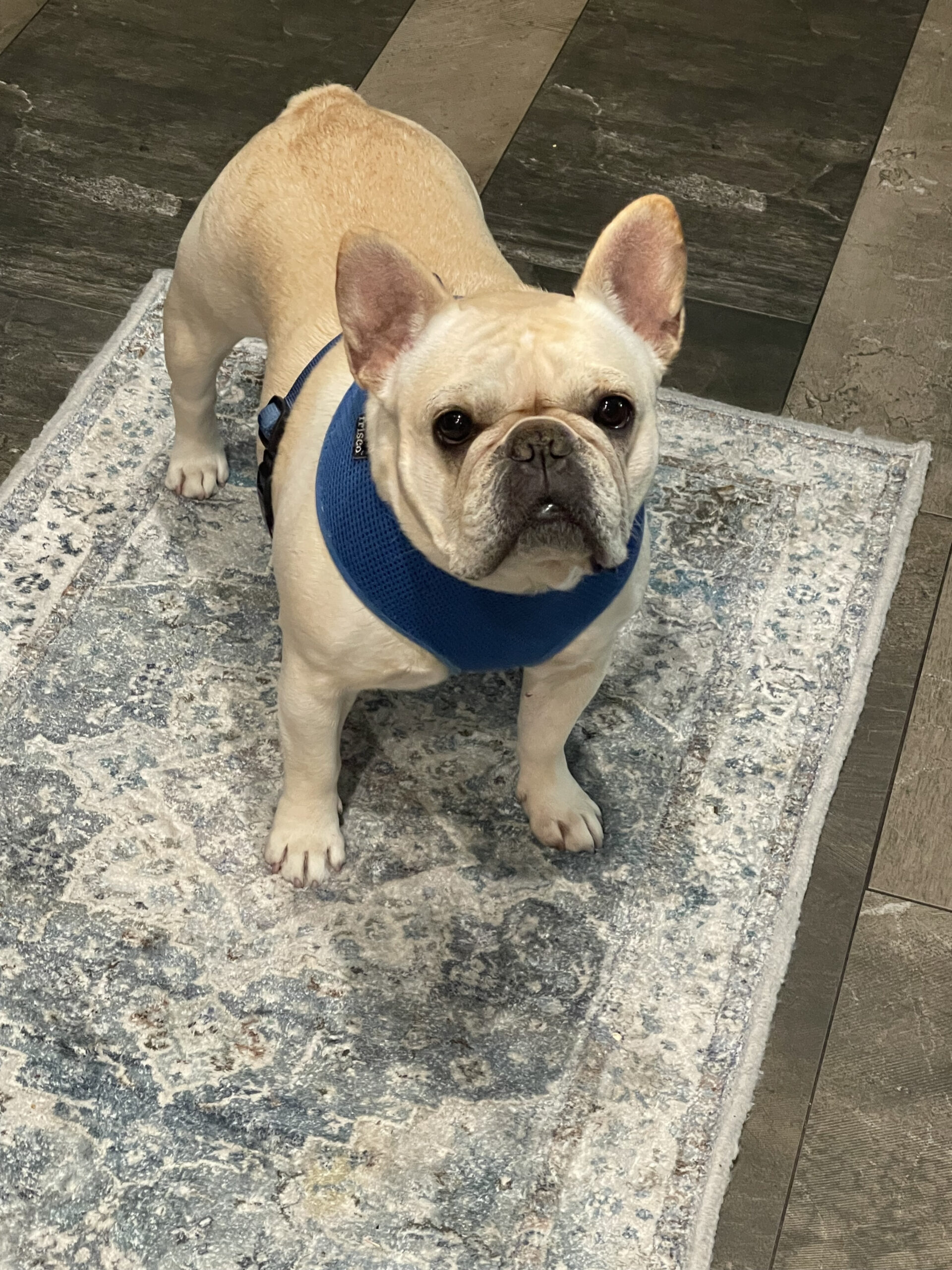 Aimee in Florida- AVAILABLE! – French Bulldog Village