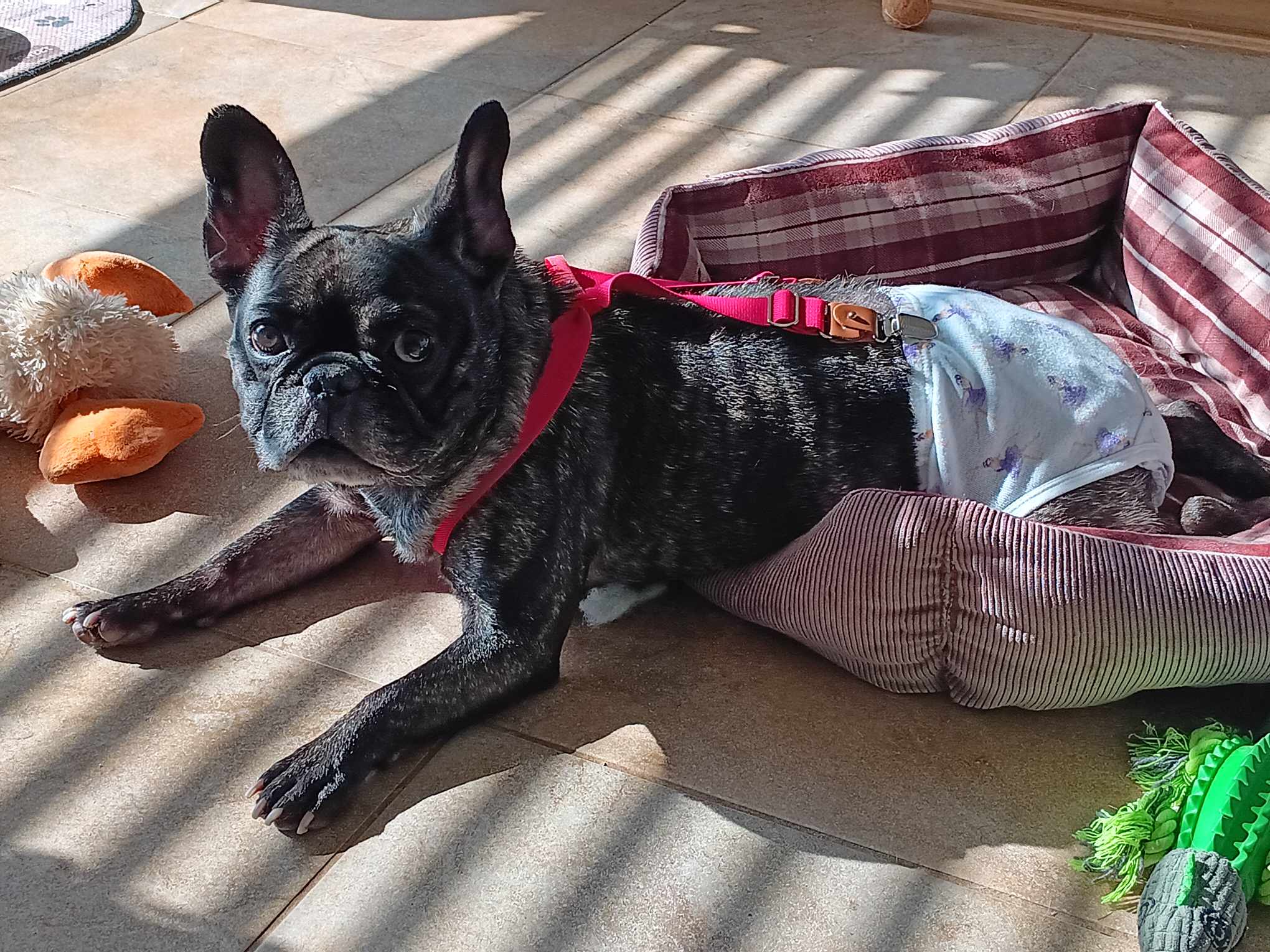 Clara in Oklahoma – French Bulldog Village