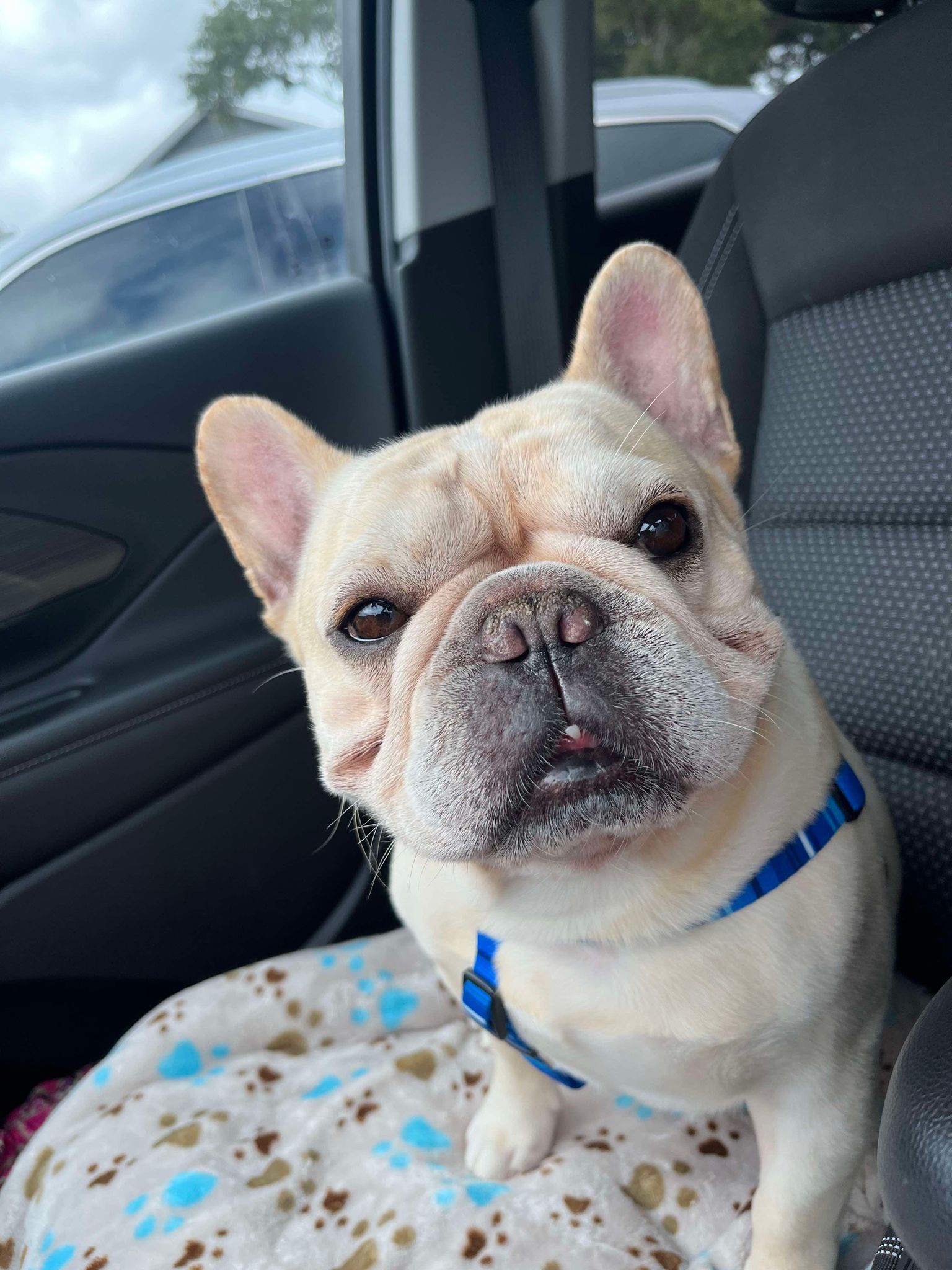 Giuseppe in Florida – French Bulldog Village