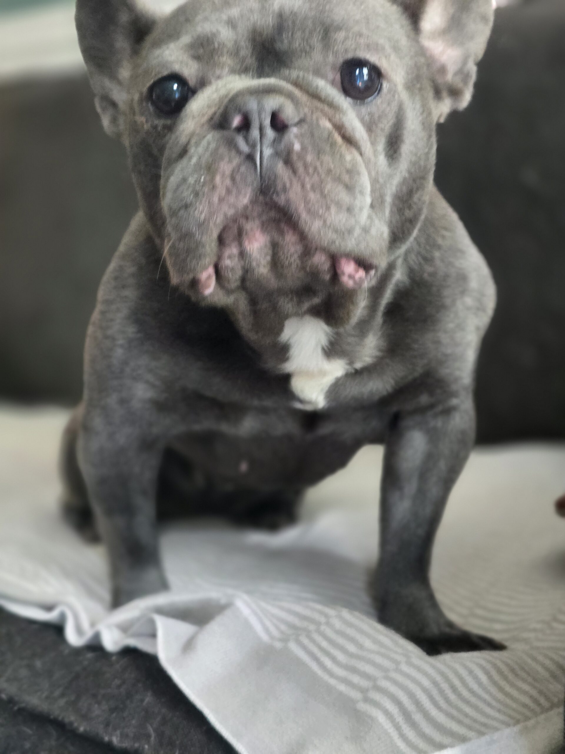 Gracie in New York- AVAILABLE!!