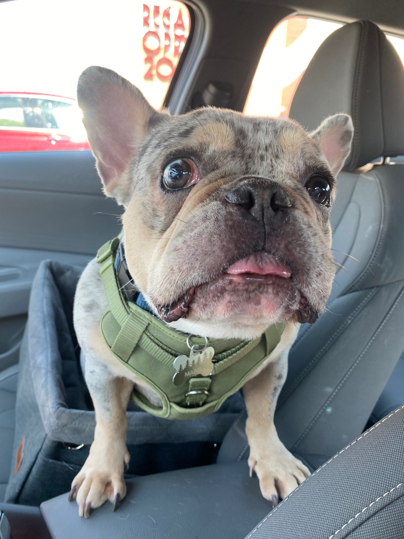 Mabel in Tennessee – French Bulldog Village