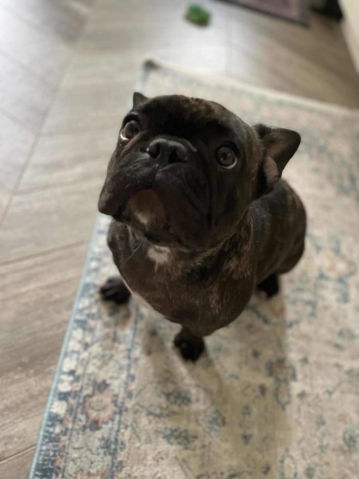 Sage in Pennsylvania- AVAILABLE! – French Bulldog Village