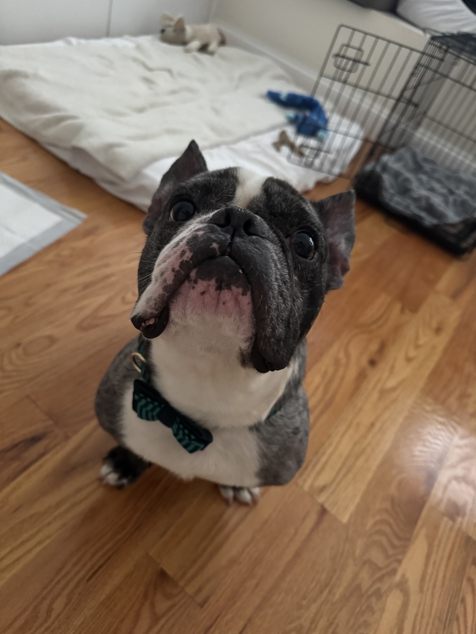 Sebi in New York – French Bulldog Village