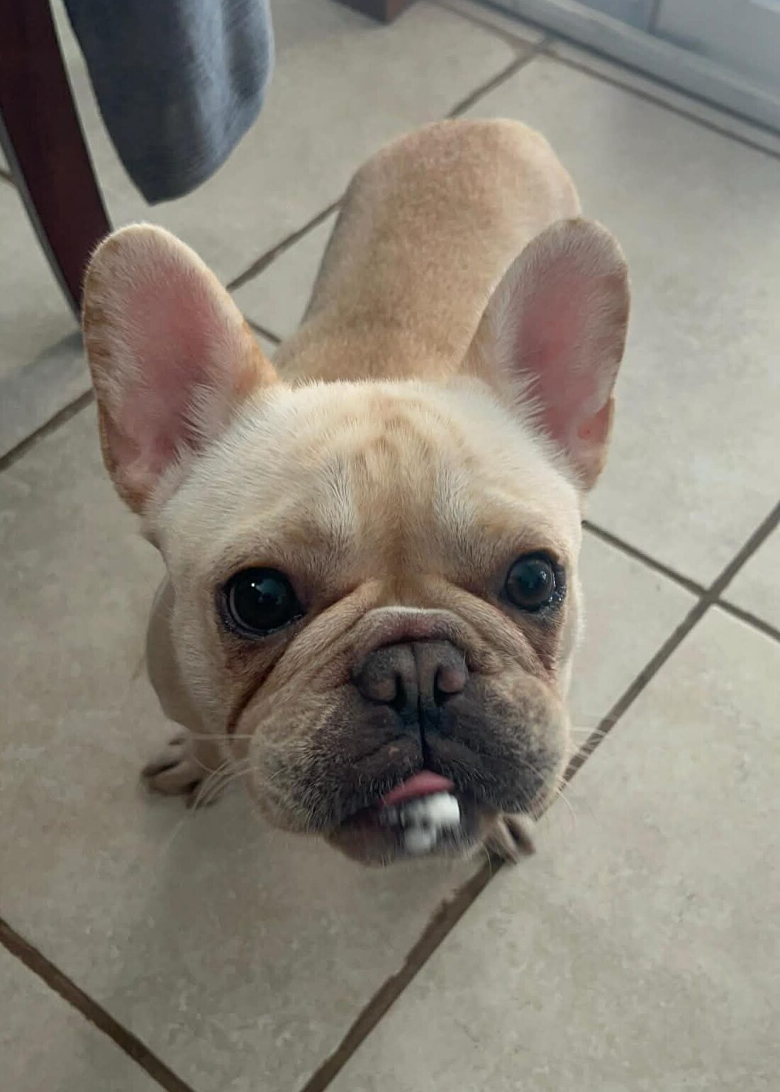 Clementineavailable2