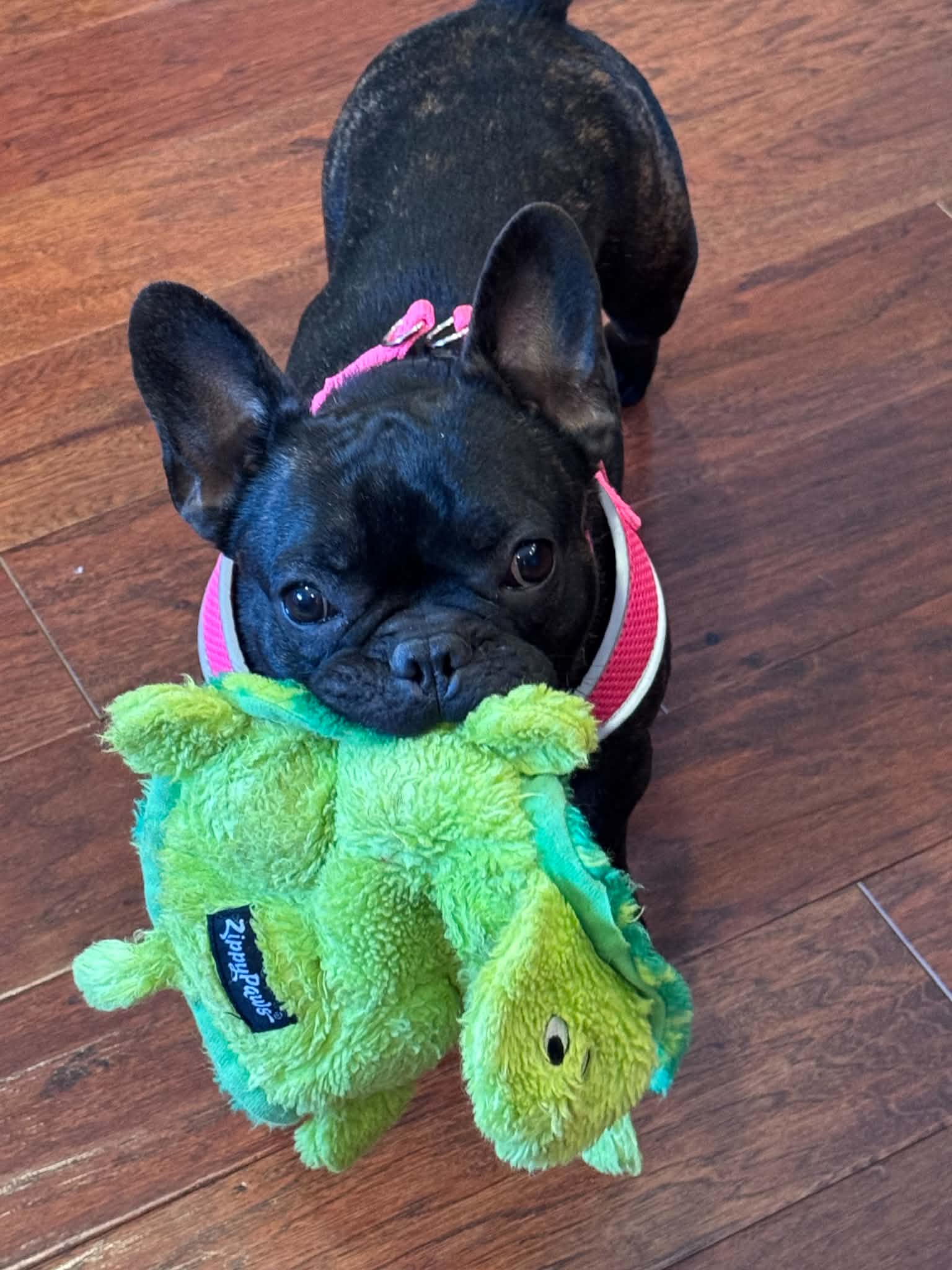 Photo of Raven, courtesy of French Bulldog Village