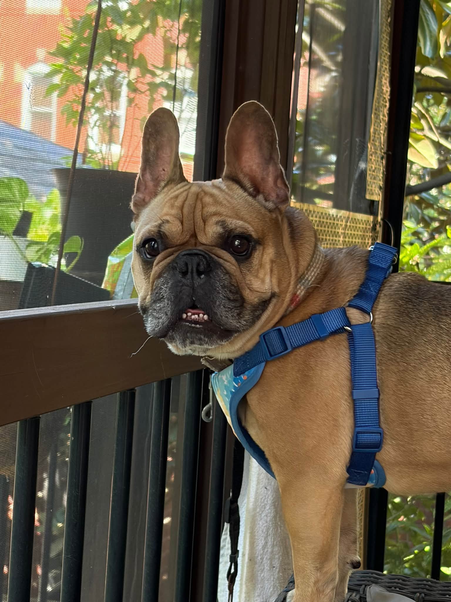 Frankie3