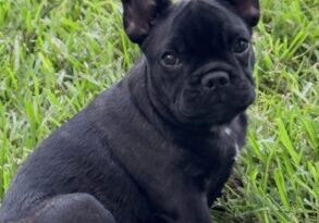 Arlo4