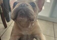 Clementineavailable1