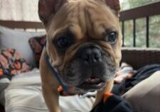 Francoisavailable1